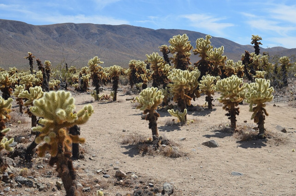 Reference view of Cholla Cactus Garden